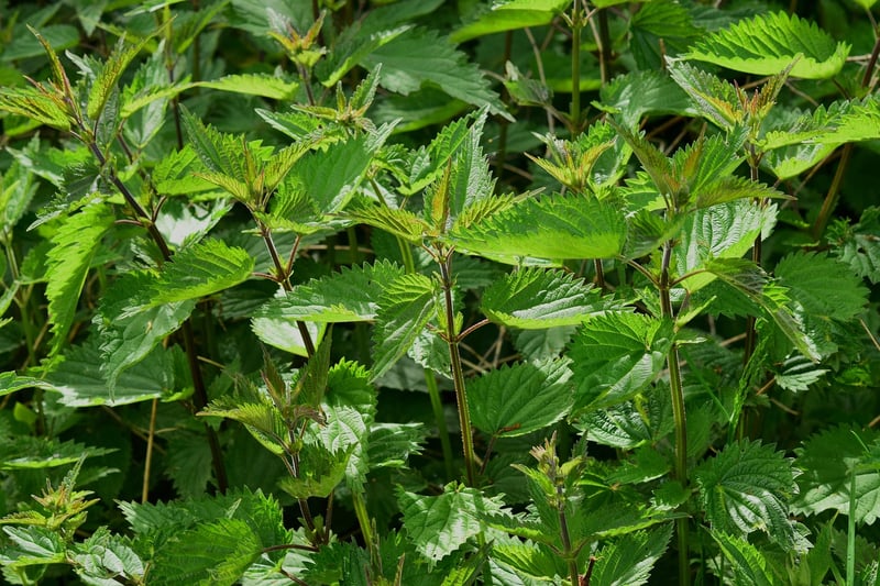 Mugwort Herb