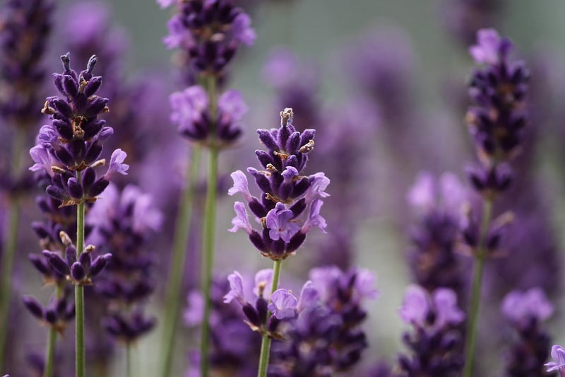 Patchouli Herb