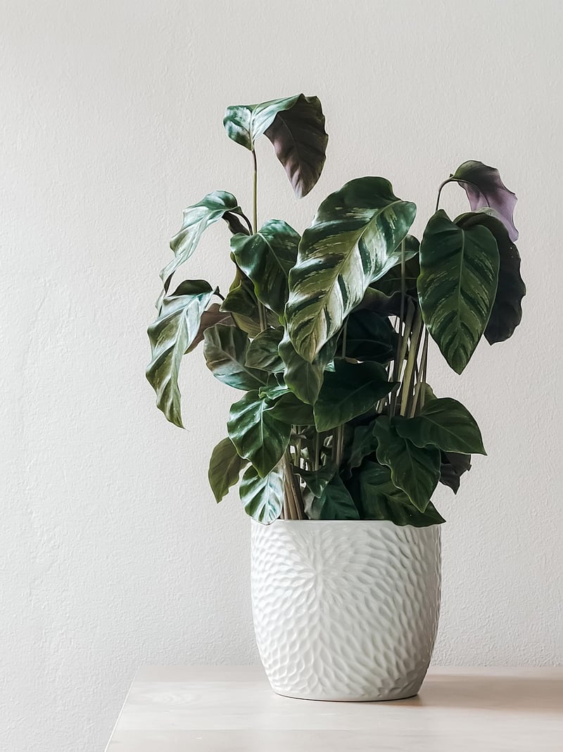 Plants in pots