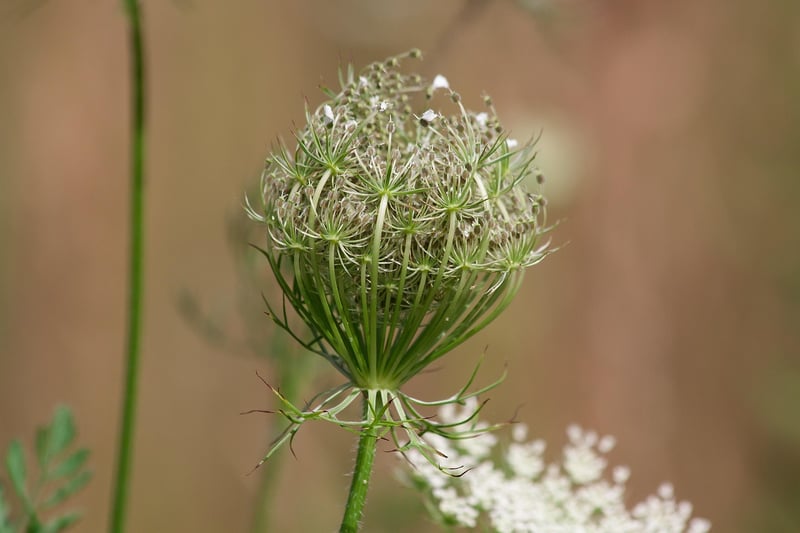 Yarrow Plant